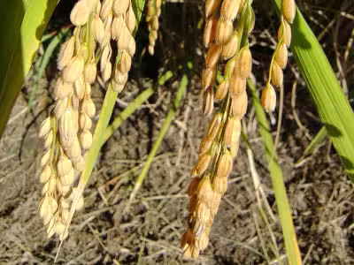 Comparison_of_rice_ears