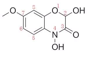 DIMBOA_numbering_1