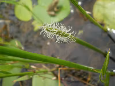 Eleocharis_kuroguwai_Flower