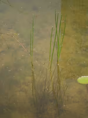 Eleocharis_kuroguwai_Ohwi