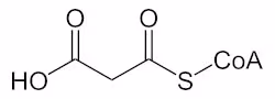 Malonyl-CoA2