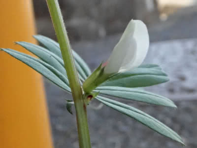 開花が早そうな草の花弁の色が何か違う - saitodev.co