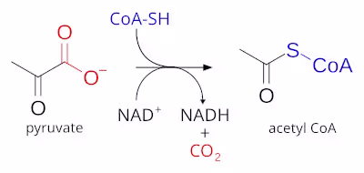 Pyruvate_dehydrogenase_complex_reaction