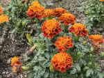 34985629_s