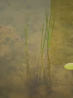 Eleocharis_kuroguwai_Ohwi