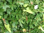 P6280636