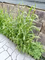 P9060082