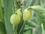 P9060084