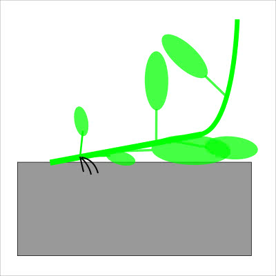オーキシンと脇芽と不定根 - saitodev.co