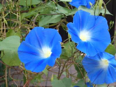 青い花といえばヘブンリーブルー Saitodev Co