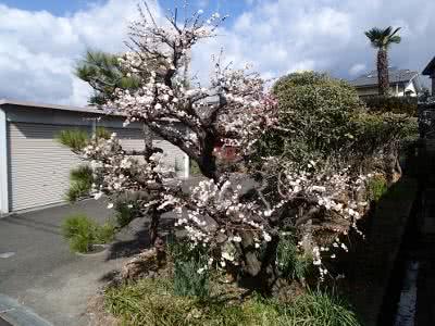一つの木で様々な濃さの花の色 Saitodev Co