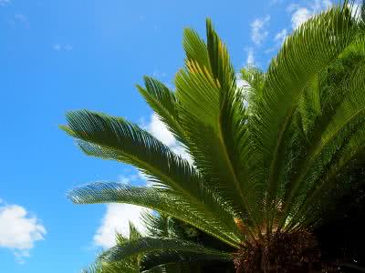 ソテツは蘇る鉄と書いて蘇鉄 Saitodev Co