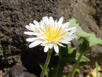 そこにいるのはシロバナタンポポ Saitodev Co