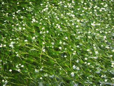 醒ヶ井の梅花藻 Saitodev Co