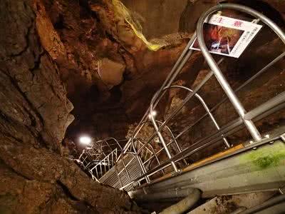 洞窟の中で黄色くなっても生きる草と出会う Saitodev Co