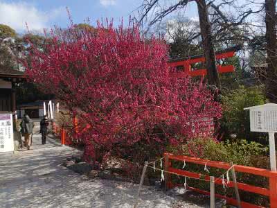 下鴨神社の光琳の梅が咲き そして散る Saitodev Co