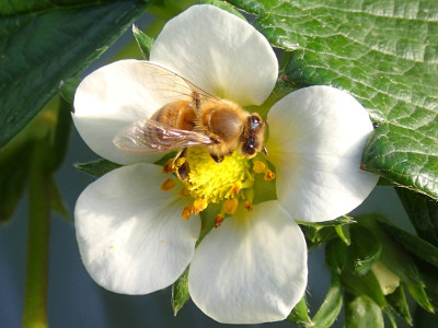 ミツバチがイチゴのハウス内を飛び回っています Saitodev Co