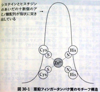 元素118の新知識から金属酵素の働きを知る Saitodev Co